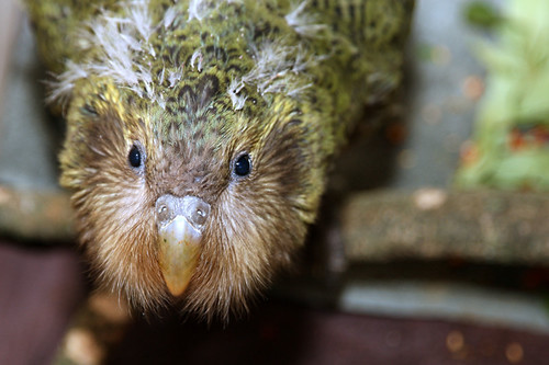 New Zealand's Kākāpō Population Hits 325 Birds