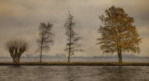 trees lake water netherlands landscape mood willow viewpoint vinkeveen
