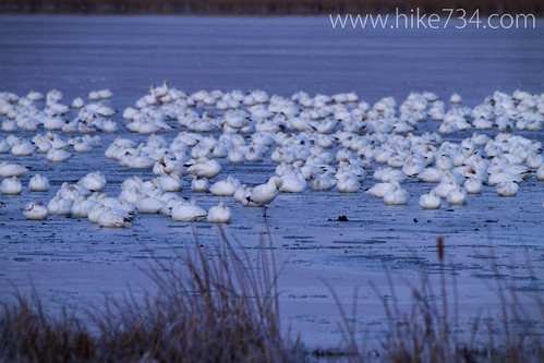 Snow Geese