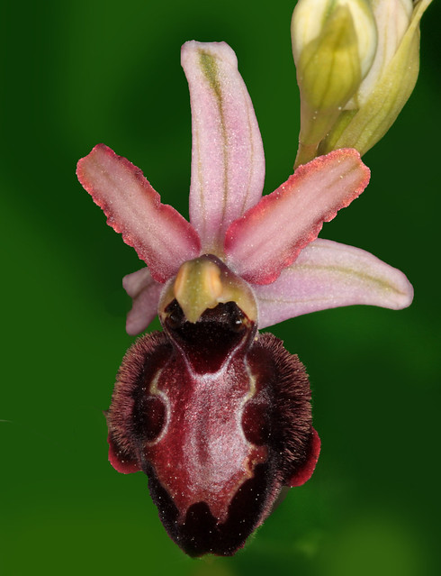 en Espagne, L'Ophrys aveyronensis ( ma 5000eme pour flickr)