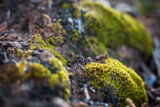 A tiny forest of hairless twisted moss. | (NPS Photo by Neal… | Flickr