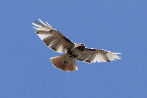 ohio harrison flight redtailedhawk buteojamaicensis hamiltoncounty leucistic fernaldnaturepreserve
