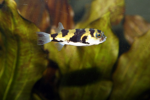 Amazon Pufferfish | by pat_sarge_45