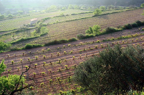 españa sunrise vineyards cataluña bot terraalta marlis1 rebberge canoneos1000d botcataluñaespaña