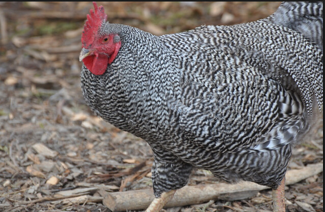Vihiga County: Youth bet on super chicken rearing to fend for families