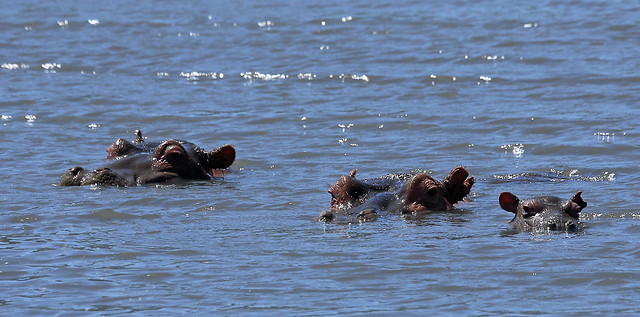 Hippopotamus, Ngorongoro Crater