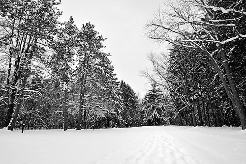 park morning trees winter blackandwhite bw white snow ski nature monochrome southwales season outdoors buffalo path walk earlymorning footprints hike crosscountry trail emery eastaurora buffaloniagara emerypark