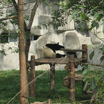 Firefox et ses copains les pandas
