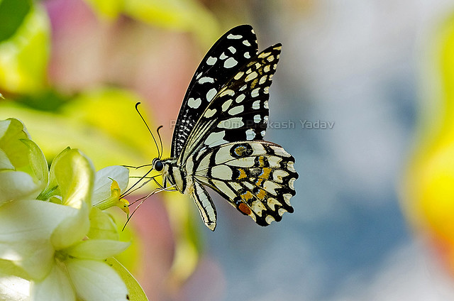 Lime Swallowtail on white flowers