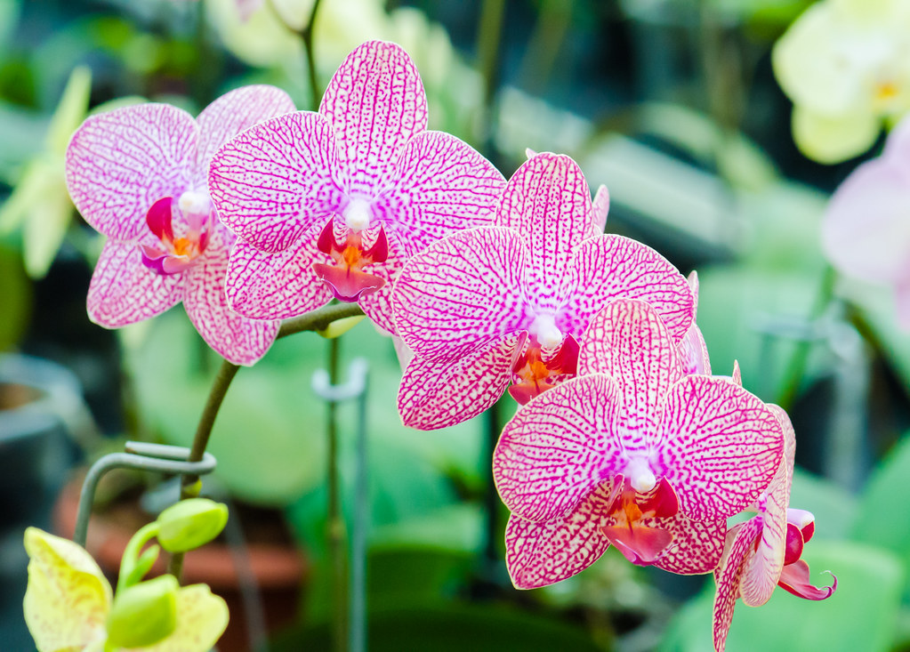 Blooming orchids 2013 | Every year in the first weekend of M… | Flickr