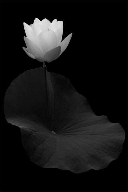 Black and white lotus flower - IMG_9978-1-b-w