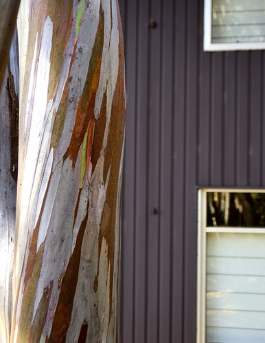 autumn color colour texture nikon pattern australia victoria alpine treetrunk eucalypt trunk chalet vic eucalyptus gumtree skilodge snowgum gippsland mtbawbaw skichalet echolodge mountbawbaw d5100 nikond5100 phunnyfotos