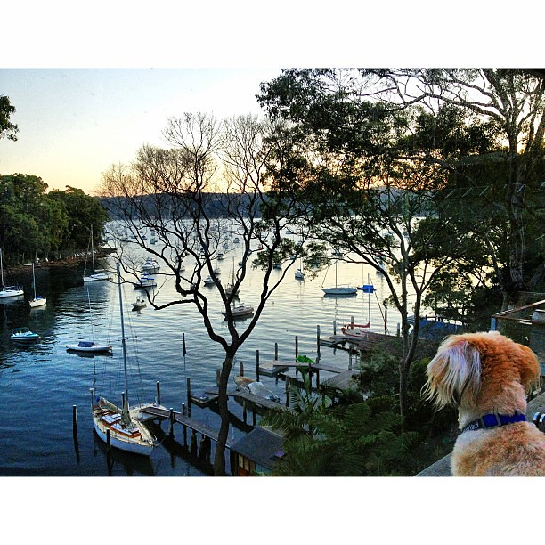 Looking at the view #clareville #nsw #instadog #ig #igers #au #australiagram #australiagram_nsw #instralia #water #cove
