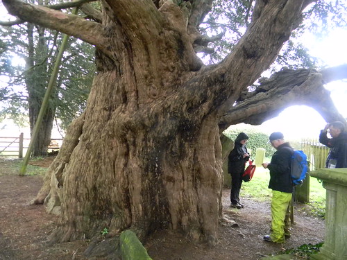 Crowhurst Yew Said to be 4000 years old. Oxted to Lingfield