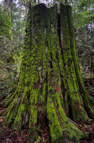 <p>Camosun Bog, Vancouver, British Columbia, Canada<br />
Nikon D5100, 18-55 mm f/3.5-5.6<br />
April 13, 2013</p>