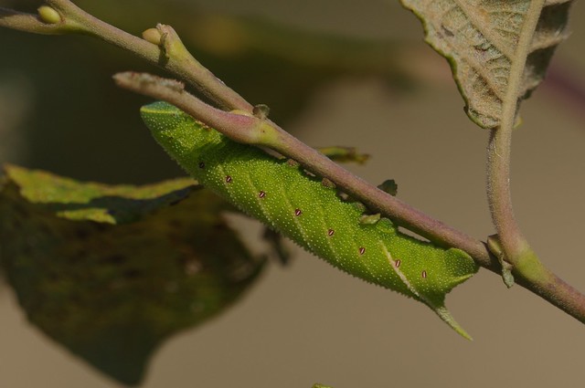 IMGP3265 Poplar Hawk Moth Caterpillar, Frampton Marsh, August 2016