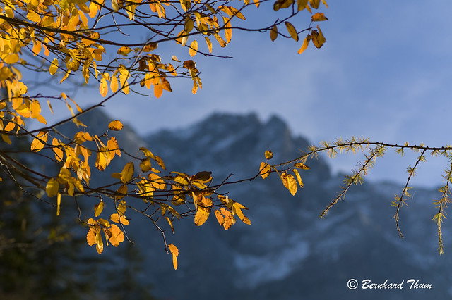 Herbstfarben und Zugspitze - Autumnal Colours and Zugspitze