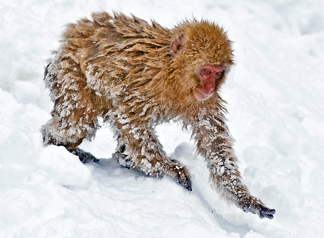 Wild Japanese Monkey In Winter, ニホンザル