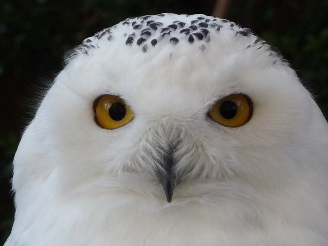 Snow Owl / Civetta delle nevi
