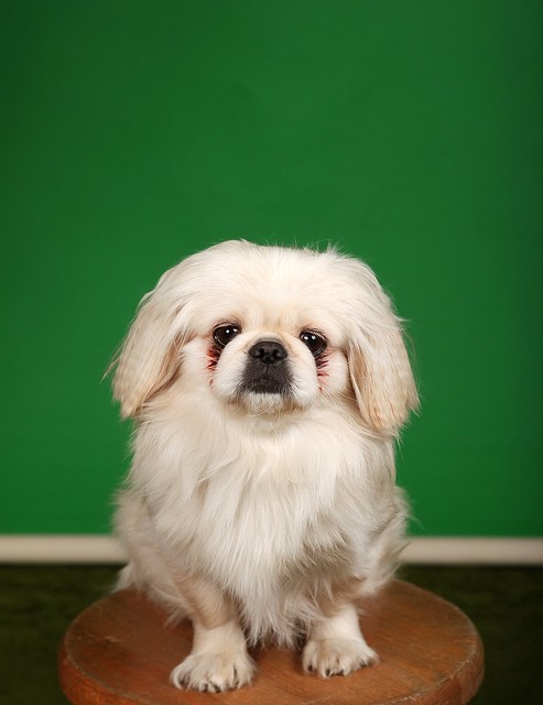 green_screen_pets (pekingese dog)