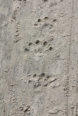 otter tracks