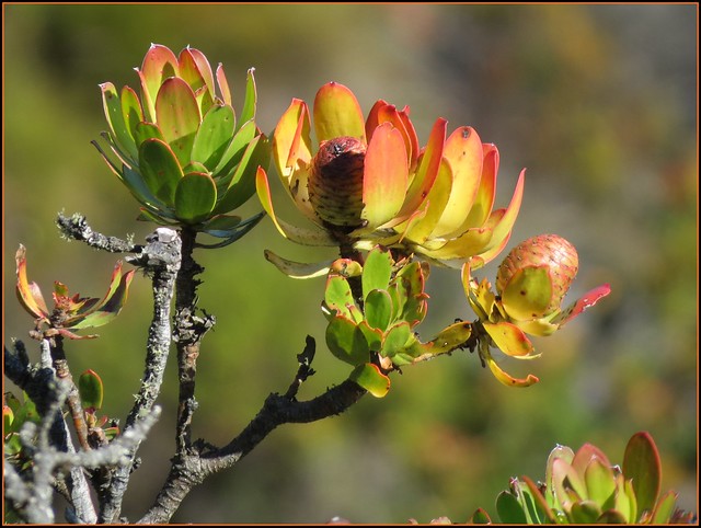 On Top of Table Mountain, Cape Town, Shrub in bud