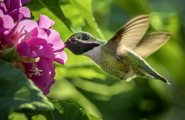 Costa's Hummingbird in flight feeding on Dumbeya Seminole flower. Wings of the Tropics, Fairchild Tropical Botanic Garden.