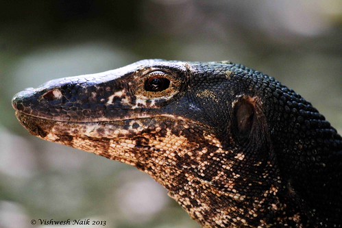 Philippine Water Monitor Lizards - genus Varanus | by Vishwesh Naik
