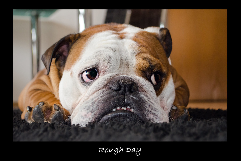 Bulldogs Ruff Day Butsch - Rough Day | This is the english bulldog Butch, he h… | Flickr