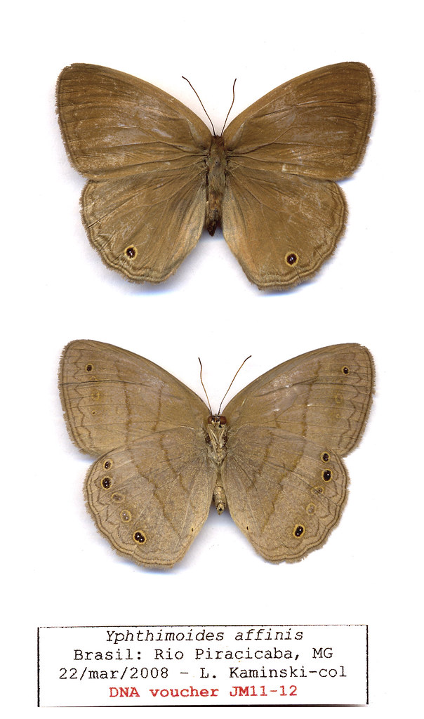 JM11-12 Yphthimoides affinis | BRAZIL. Rio Riracicaba, MG, s… | Flickr