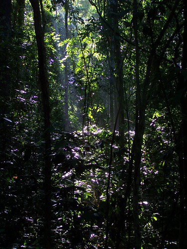 tropicalrainforest tamannegeriperlis