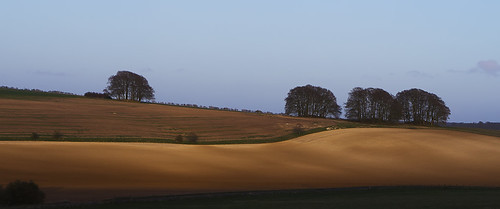 trees sunset field landscape crops wiltshire avebury