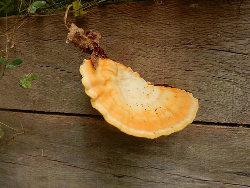 Fungus on plank Dorking Circular