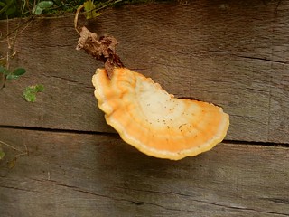 Fungus on plank
