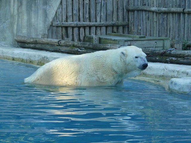 Eisbär, Zoo d´Amnéville