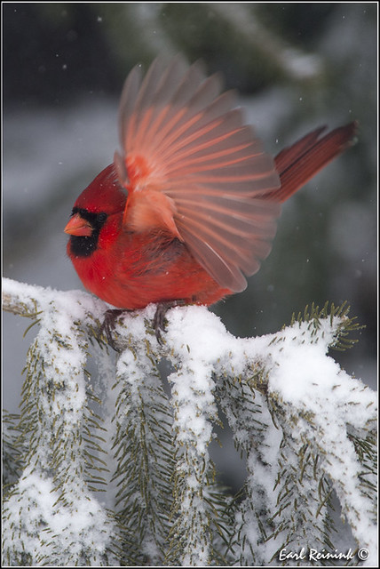 Northern Cardinal (20130209-0022)