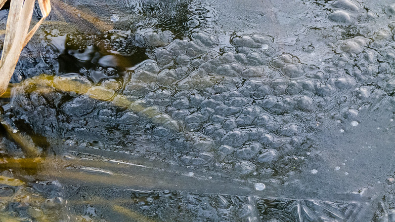 Bubbly ice, Northycote pond