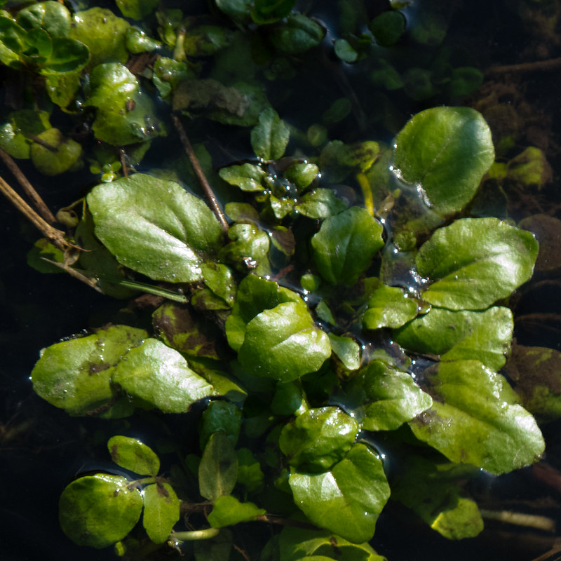 Watercress