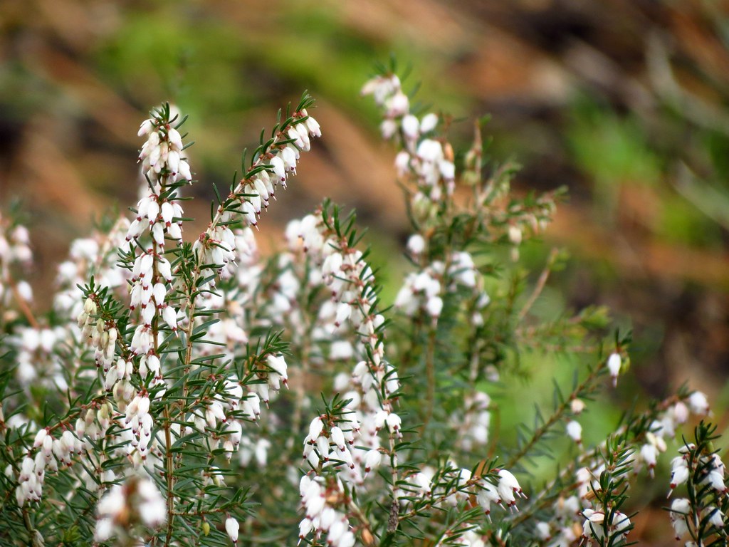 Erica herbacea, Erica carnea | National Botanic Garden of Be… | Flickr