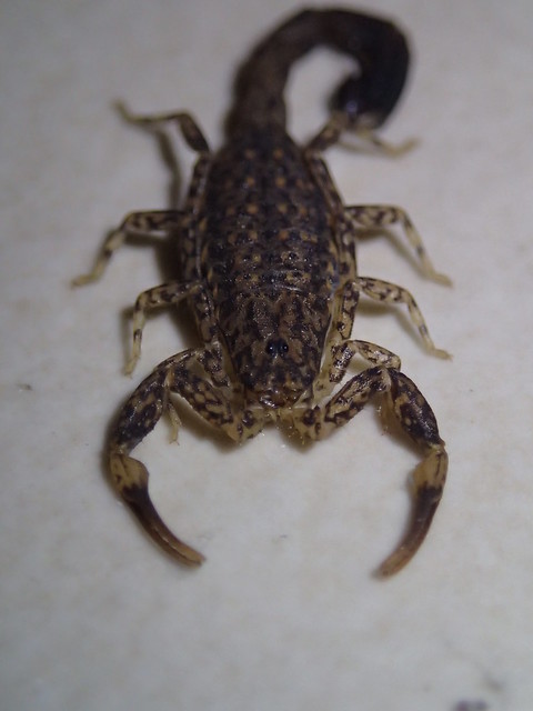 Marbled Scorpion
