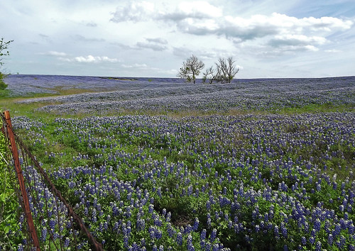 blue nature landscape spring texas tx wildflowers blooms ennis bluebonnets lupine ranches bluebonnettrails