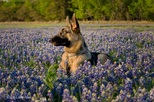 flowers wild dog pet dogs nikon bluebonnet wildflowers germanshepard bluebonnets springtime texaswildflowers texashillcountry petphotography familypet nikond7000 nikonafs55300