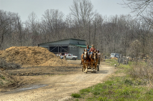 Horse wagon at the sawmill