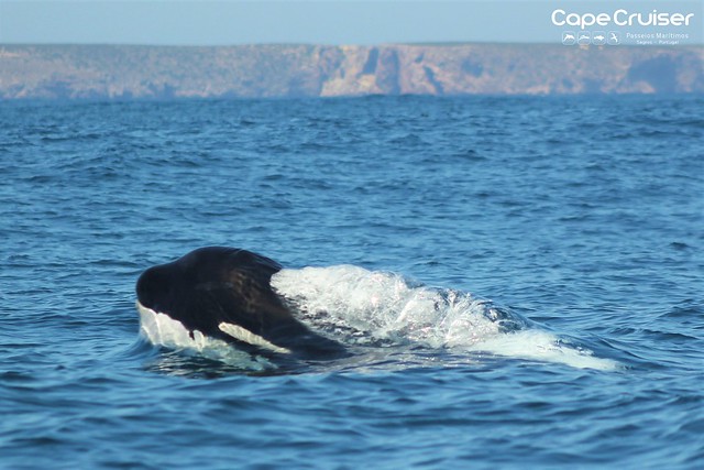 Orca / Killer Whales - Cape Cruiser - Sagres