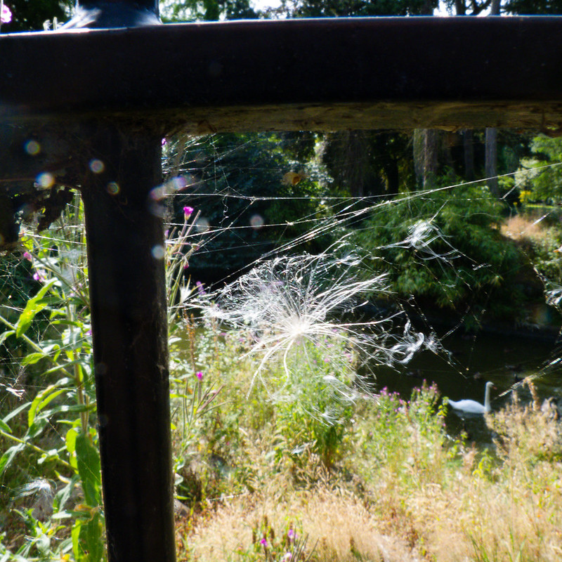 Thistledown trapped