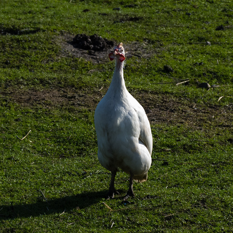 White Guineafowl