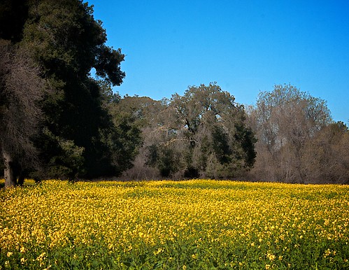 california ca flower landscape meadow meadows fremont wildflowers coyotehills earlyspring fremontca