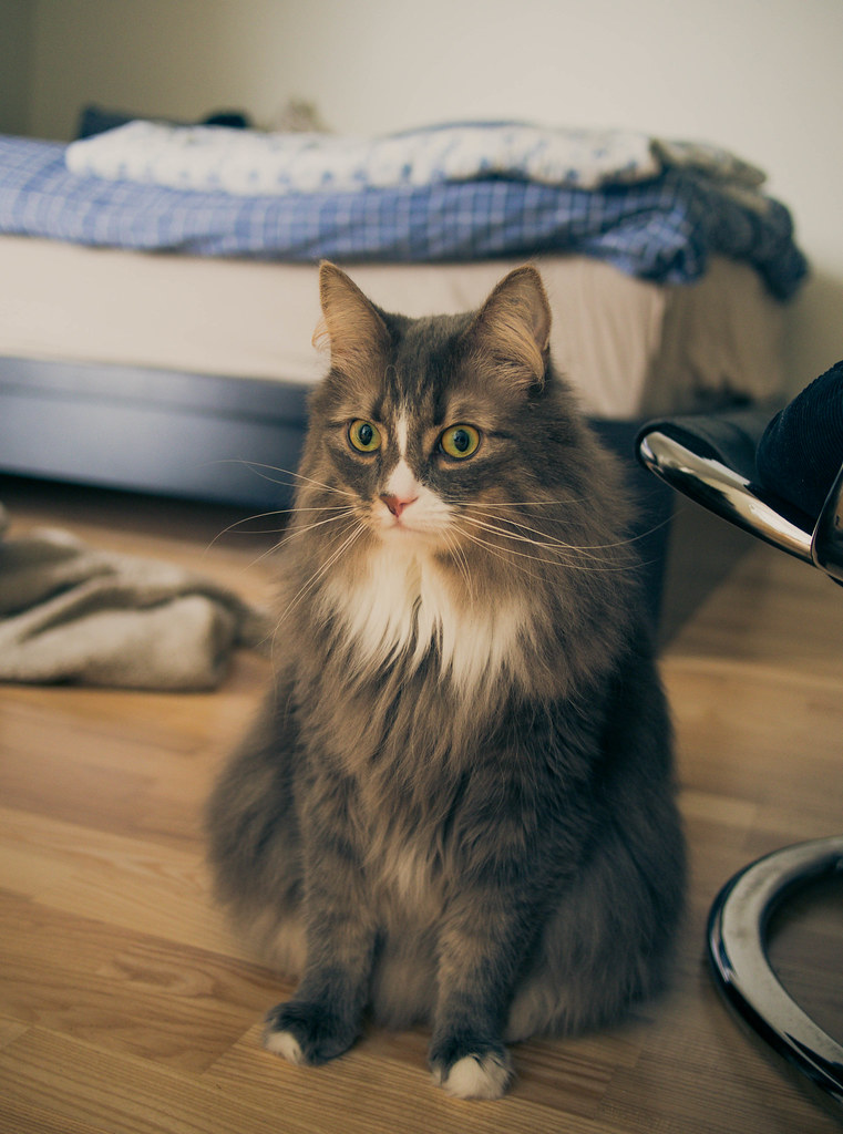 norwegian forest cat for sale