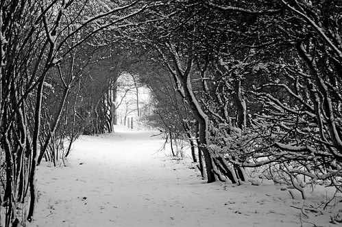 Snowy Pathway (B/W) | by DaveJC90