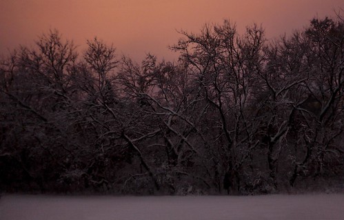 pink trees winter sunset orange snow chicago canon lens dead 50mm prime illinois 5d suburbs gurnee